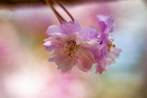桜08 桜08の写真