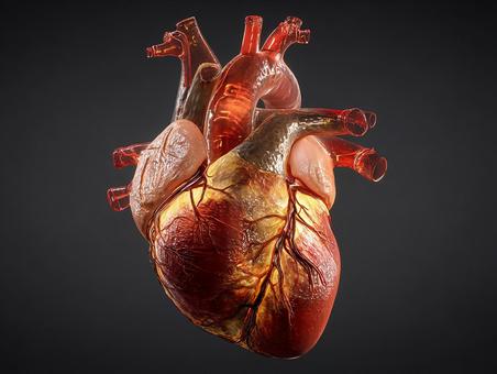 健康管理と心臓のイメージ 健康管理と心臓のイメージの写真