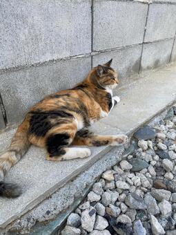 近所の三毛猫5 猫,ネコ,ねこの写真素材