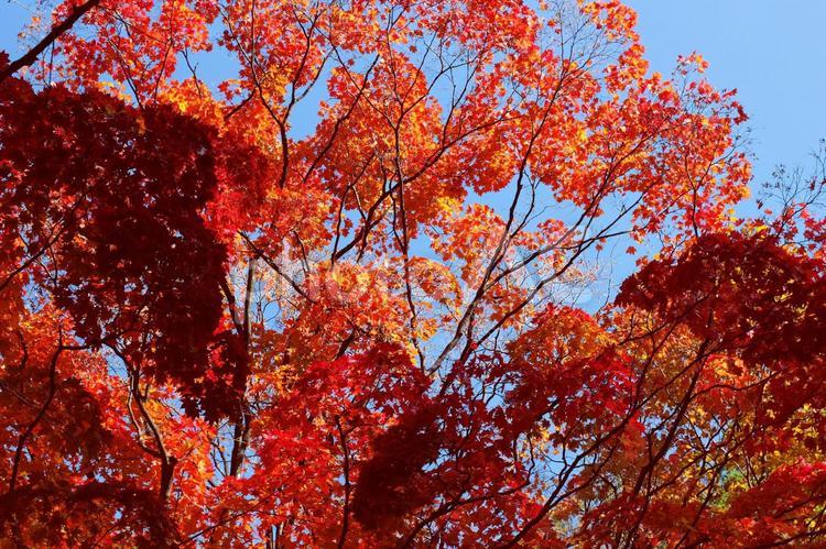 秋のイメージ２ 秋,紅葉,赤の写真素材