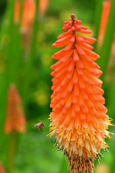 Tritoma flower, JPG Tritoma flower, JPG