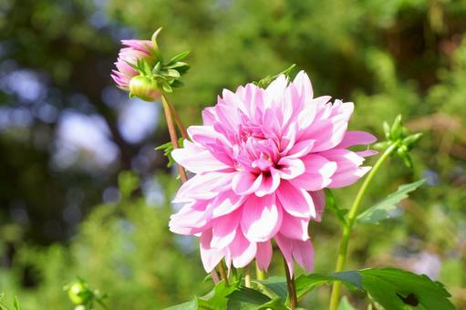 ダリア ダリア ダリア,花,ピンクの写真素材