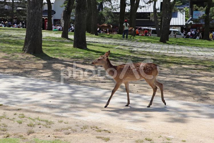 公園を歩く一頭の鹿 奈良公園,鹿,浮雲園地の写真素材