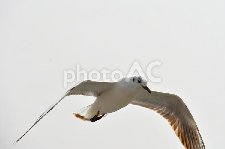 湖畔を羽ばたくカモメ 動物,鳥類,鳥の写真素材