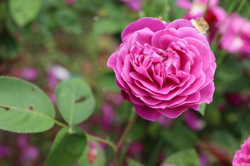 バラ園にて綺麗な薔薇を撮った写真です バラ園にて綺麗な薔薇を撮った写真ですの写真