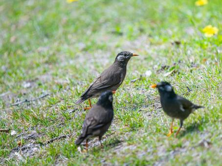 地面を歩くムクドリ 地面を歩くムクドリの写真