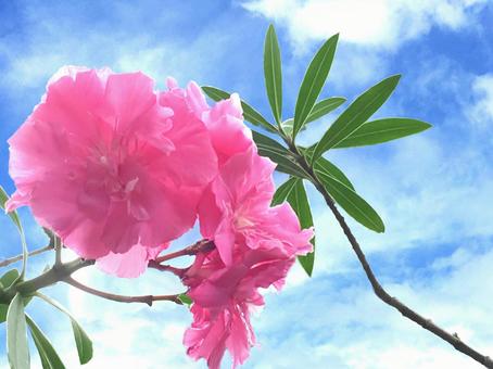 ピンクの花と青空の写真