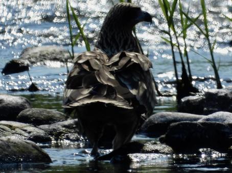 Black kite soaking in water, JPG Black kite soaking in water, JPG