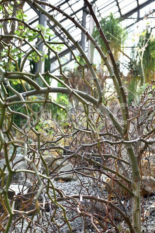 塊根植物デカリア・マダガスカリエンシス 不思議,塊根,塊根植物の写真素材