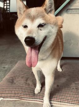 柴犬 柴犬 癒し,アニマル,動物の写真素材