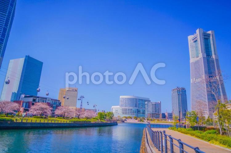 横浜みなとみらいの桜 桜,みなとみらい,横浜みなとみらいの写真素材