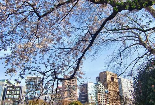 サクラの枝越しにビルを見る-1 サクラの枝越しにビルを見る-1 桜,木,幹の写真素材
