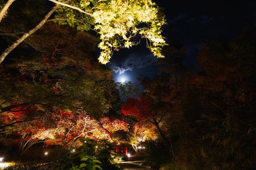 深く暗い夜空と紅葉のライトアップ 夜景,夜,紅葉の写真素材