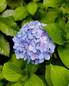 紫陽花 紫陽花の写真