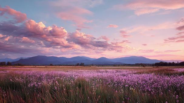 ピンクとブルーに染まる夕暮れの草原 ピンクとブルーに染まる夕暮れの草原 草原,野原,夕焼けの写真素材