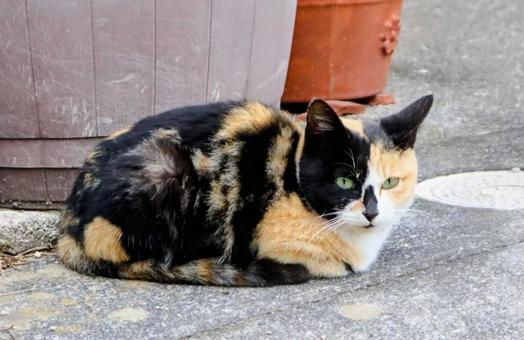 ふわふわした姿 猫,生き物,風景の写真素材