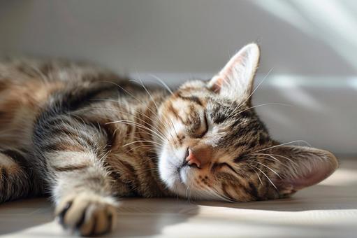 リラックスした猫の寝顔の写真