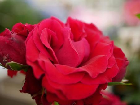 薔薇 薔薇の写真