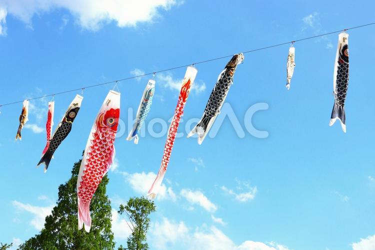 青空を舞う「きれいな五月の鯉のぼり」 鯉のぼり,こどもの日,イベントの写真素材