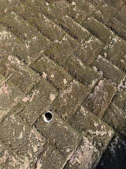 苔の付いた壁 苔の付いた壁の写真