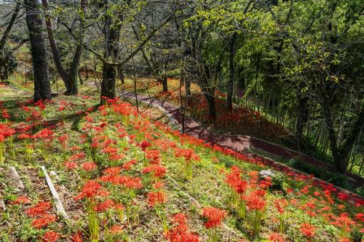 ヒガンバナ(38) ヒガンバナ(38) 花,ヒガンバナ,マンジュシャゲの写真素材