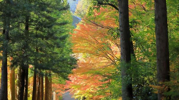 秋の紅葉の色づき始め 紅葉,秋,もみじの写真素材