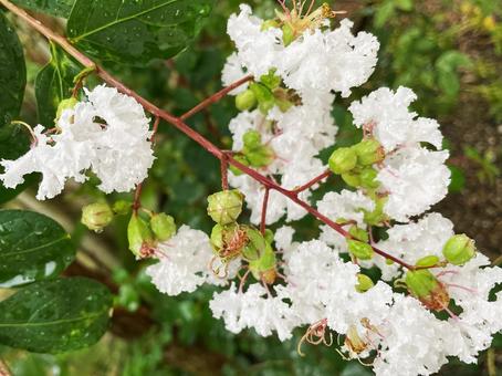 枝に咲く雨に濡れた白い百日紅の花 枝に咲く雨に濡れた白い百日紅の花 百日紅,サルスベリ,白の写真素材