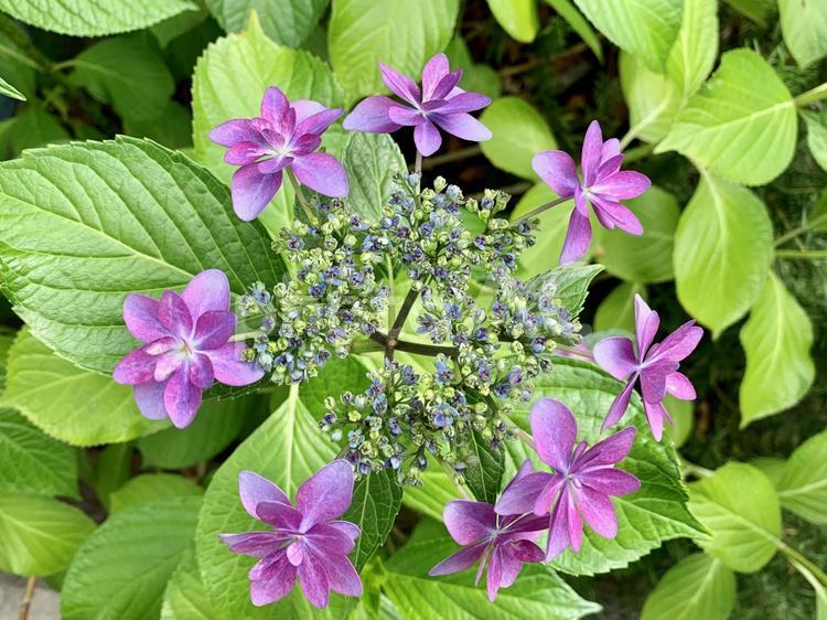 赤紫のガクアジサイ 額紫陽花,紫陽花,あじさいの写真素材