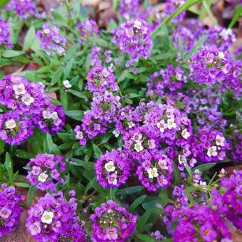 アリッサム アリッサム,スーパーアリッサム,パープルプリンセスの写真素材