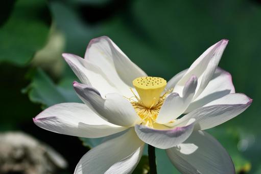 蓮_22 はす,蓮,ハスの写真素材