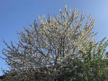 桜と青空 桜と青空の写真