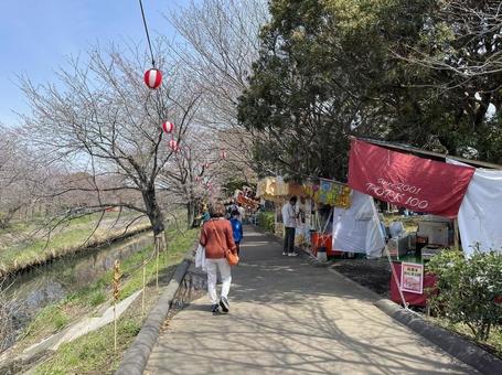 お花見 お花見 屋台,花見,お祭りの写真素材