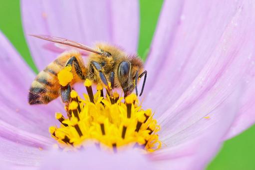 花粉まみれで蜜を吸うセイヨウミツバチ 花粉まみれで蜜を吸うセイヨウミツバチ セイヨウミツバチ,西洋蜜蜂,ミツバチの写真素材