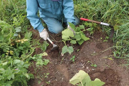 家庭菜園の草刈り 家庭菜園,畑,草刈りの写真素材