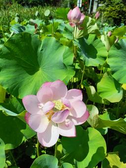 蓮の花 蓮の花の写真