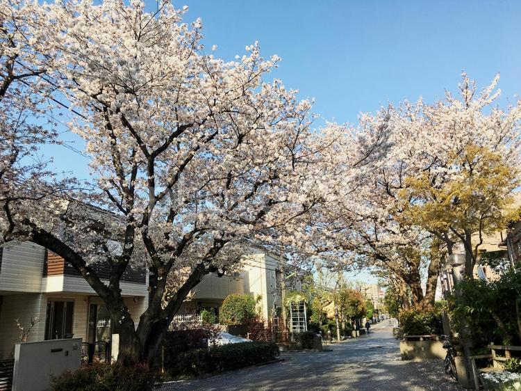 用賀駅近くの桜 用賀駅,桜並木,砧公園の写真素材