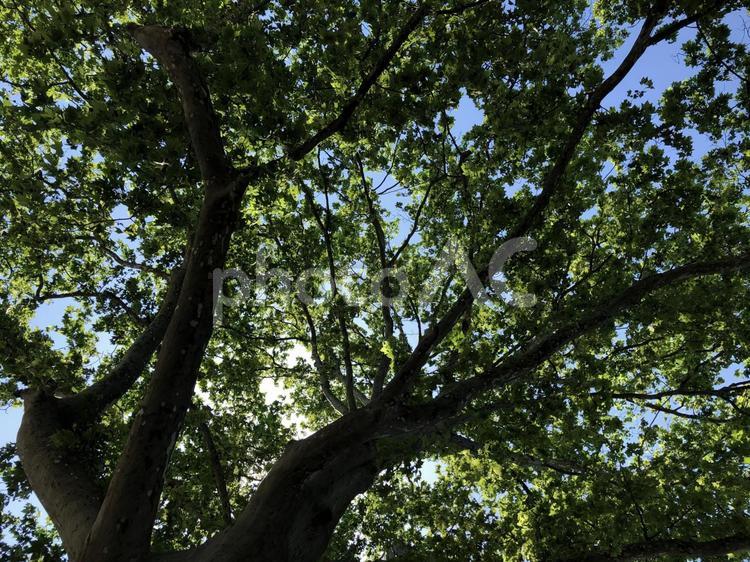 新緑の木漏れ日（５） 新緑,木漏れ日,木陰の写真素材