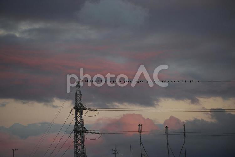夕方の行列 夕方,鴉,行列の写真素材