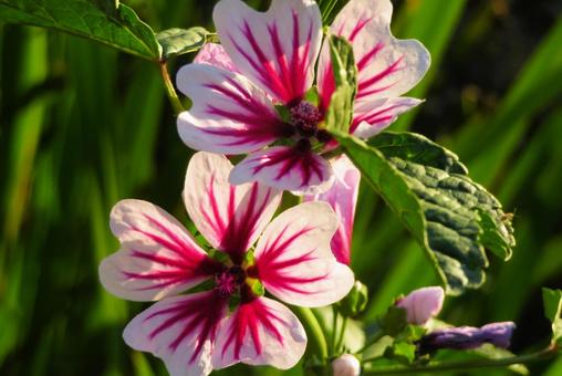 ６月上旬の庭の陽を浴びるゼニアオイの花の写真