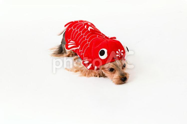 着ぐるみを着た犬 犬,ヨークシャテリア,鯉の写真素材