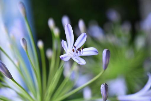 アガパンサスの花を接写 アガパンサスの花を接写の写真