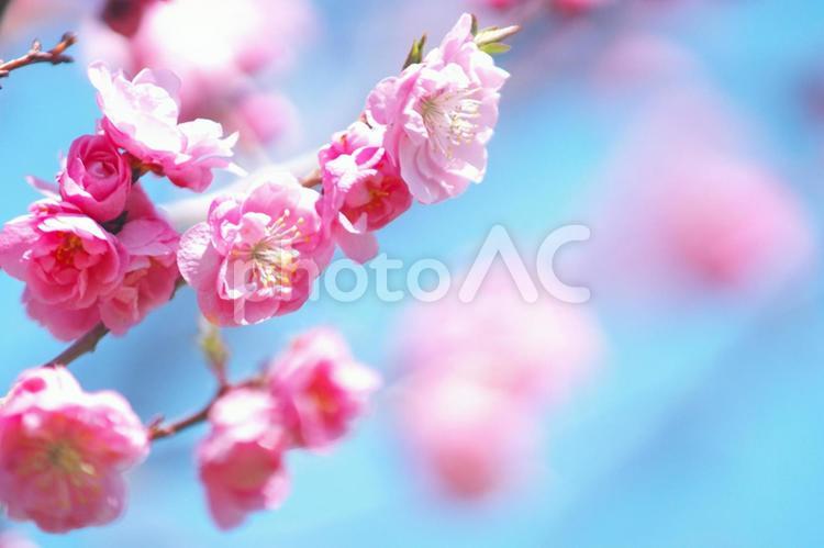 令和の平岡梅林公園 梅林公園,花,コピースペースの写真素材