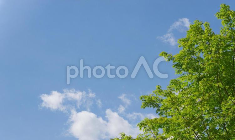 青空と緑の木 空,葉,雲の写真素材