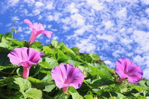 ピンクの朝顔と空雲 ピンクの朝顔と空雲 朝顔,ピンク色,花の写真素材