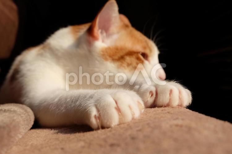 夕暮れの猫_15 猫,ネコ,猫画像の写真素材