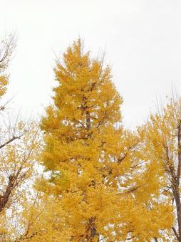 イチョウ イチョウの写真