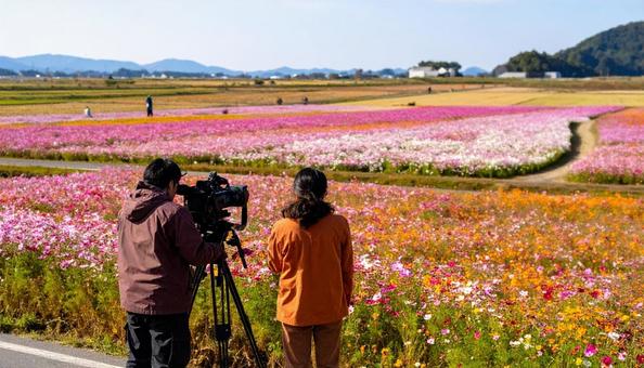 コスモス畑を撮影するテレビ局のスタッフ コスモス畑を撮影するテレビ局のスタッフの写真
