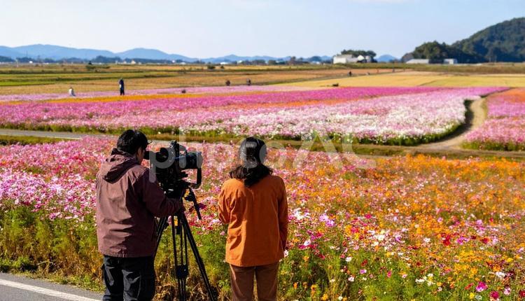 コスモス畑を撮影するテレビ局のスタッフ カメラクルー,テレビ局,コスモス畑の写真素材