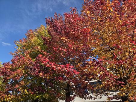 青空と紅葉 紅葉,青空,海嶺の写真素材
