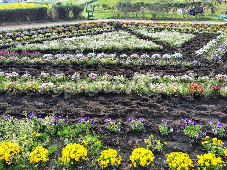 相模川河川敷の「イシックス馬入のお花畑」 イシックス馬入のお花畑,花壇,相模川の写真素材